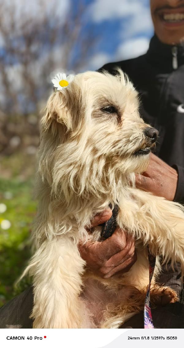 Diego, un adorabile maltese Foto 4